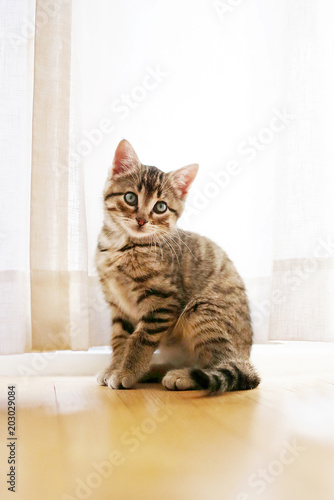 Pretty Grey Domestic Short Haired Tabby Cat Kitten Sitting in Front of Window