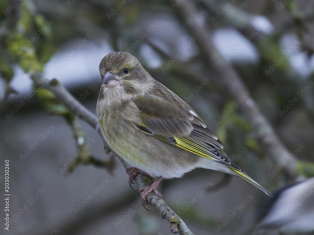 Fototapeta premium European greenfinch (Chloris chloris)