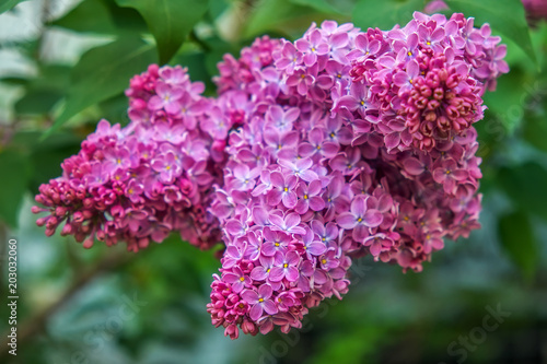 Branch of lilac on the street in may