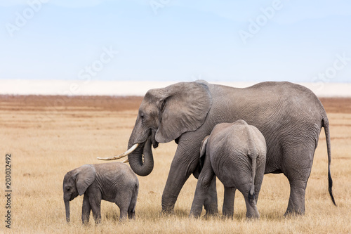 Elephant family in Mara Triangle Kenya photo