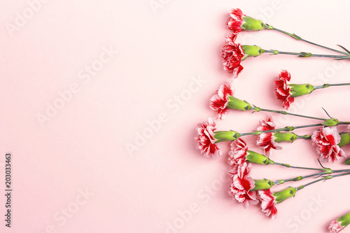Pink background with carnations flowers and copy space. Top view.