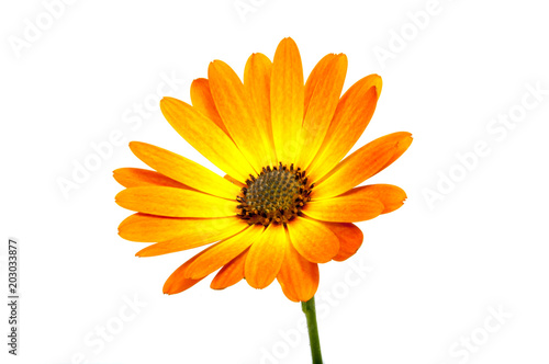 beautiful orange osteospermum or african daisy flower isolated on white photo