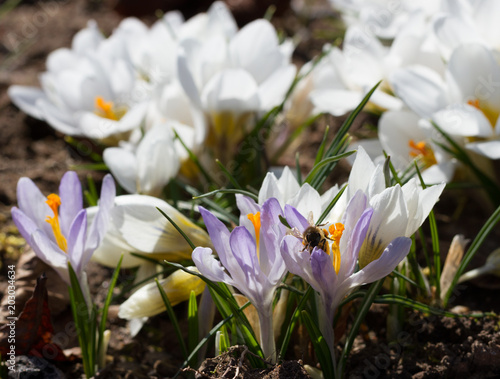 Crocus growing in mulch.