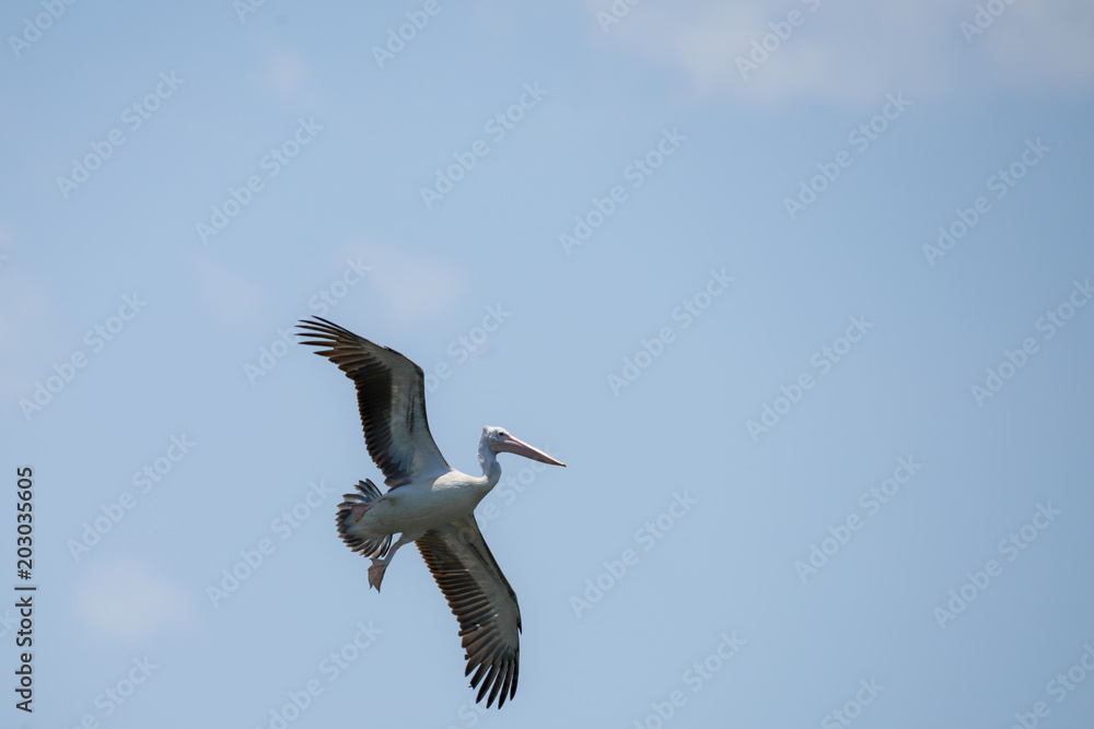 Obraz premium Flying spot billed pelican or grey pelican in Thailand