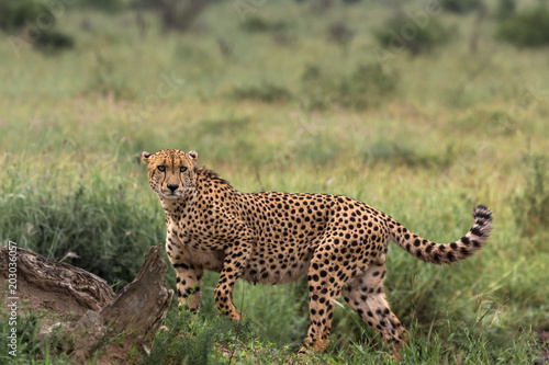 Cheetah looking over his shoulder