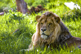 Lion is chilling in sunny savannah