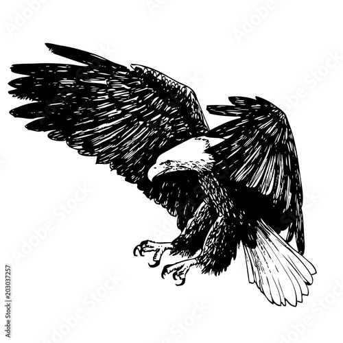 Black and white eagle hand drawn