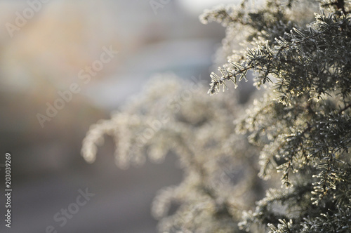 The juniper bush is covered with frost close-up. Blurred background, space for text. © struvictory