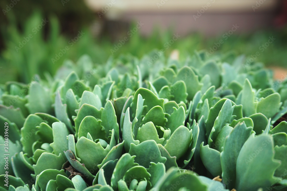 Green sedum sprouts close up. Selective focus. Green sedum sprouts close up. Selective focus.