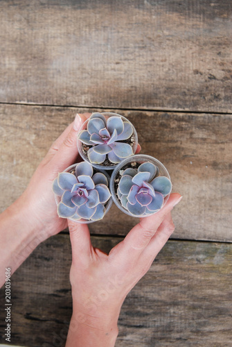 Woman Hand Holding Potted Succulents Plant Graptoveria Titubans Rustic Wooden Background isoalted photo