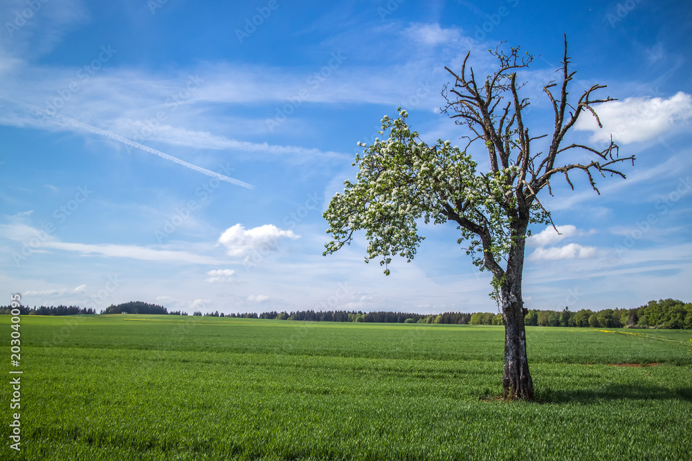 Obraz premium Baum blüht im Frühling nur zur Hälfte