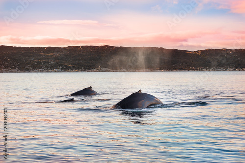 Family of humpback whales in Atlantic ocean, Greenland