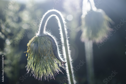 wild flowers macro in the sunlight photo