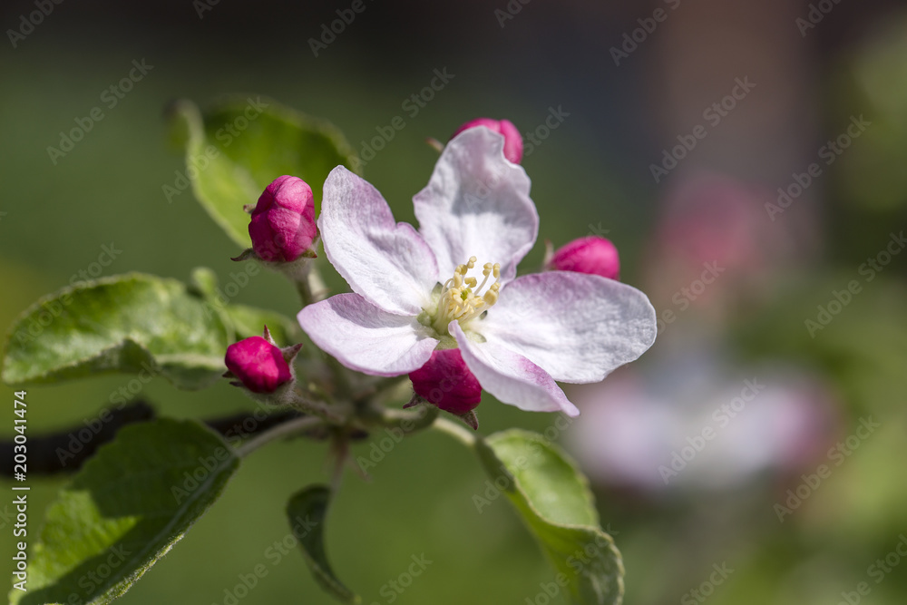 White flowers of the apple blossoms on a spring day. Flowering fruit tree in Ukraine White flowers of the apple blossoms on a spring day. Flowering fruit tree in Ukraine