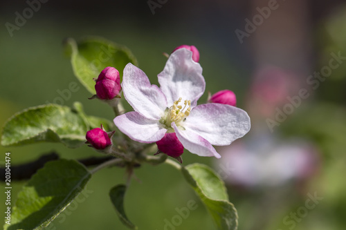 White flowers of the apple blossoms on a spring day. Flowering fruit tree in Ukraine