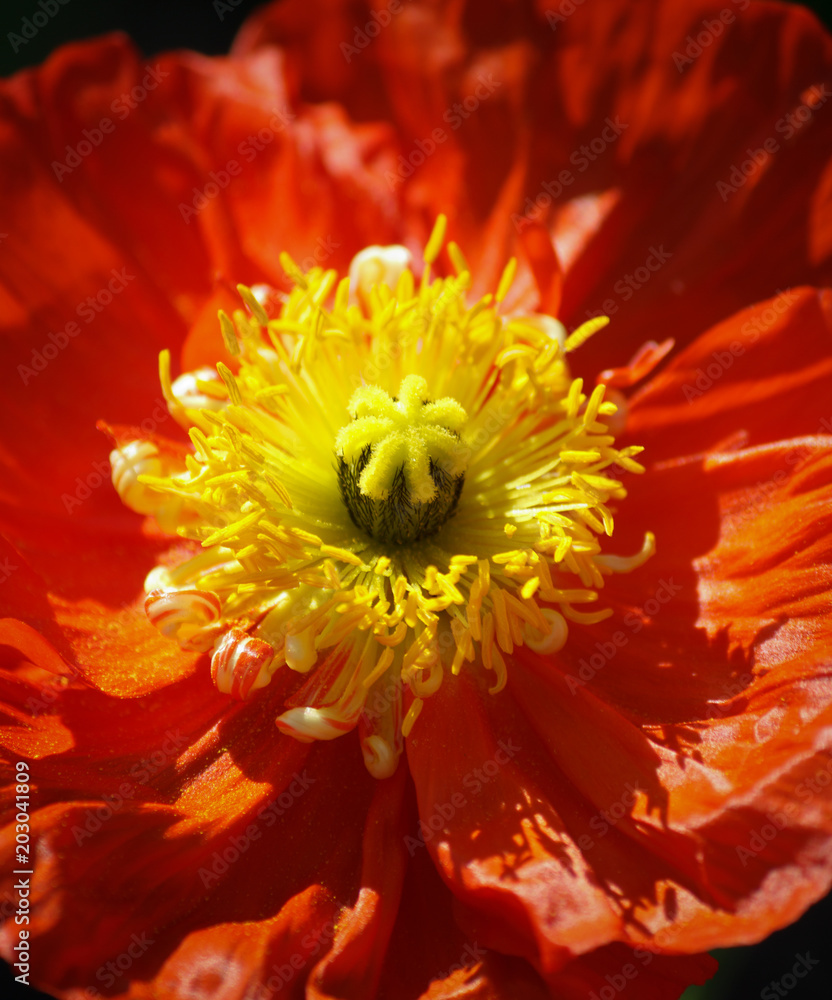 Closeup of a beautiful orange Poppy Flower