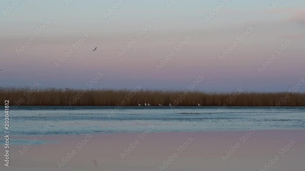 winter landscape with seagulls at Ringkobing Fjord, Denmark winter landscape with seagulls at Ringkobing Fjord, Denmark