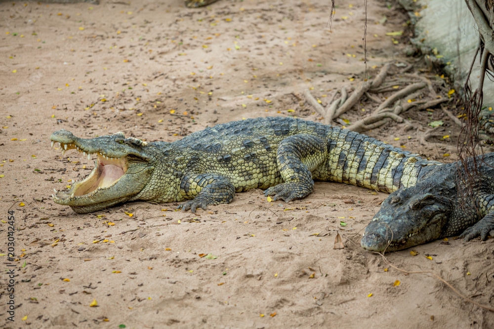 Fototapeta premium Crocodile , thailand