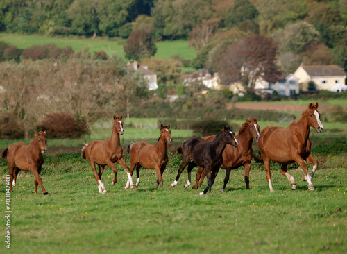 Running Horses © Nigel Baker