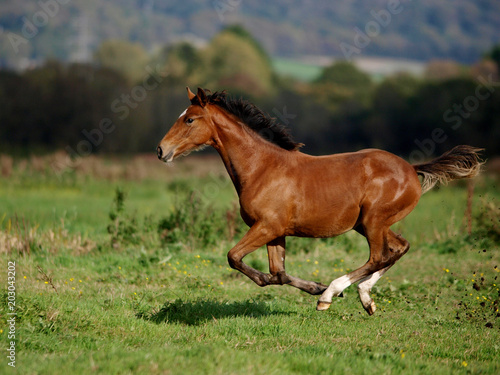 Running Foal