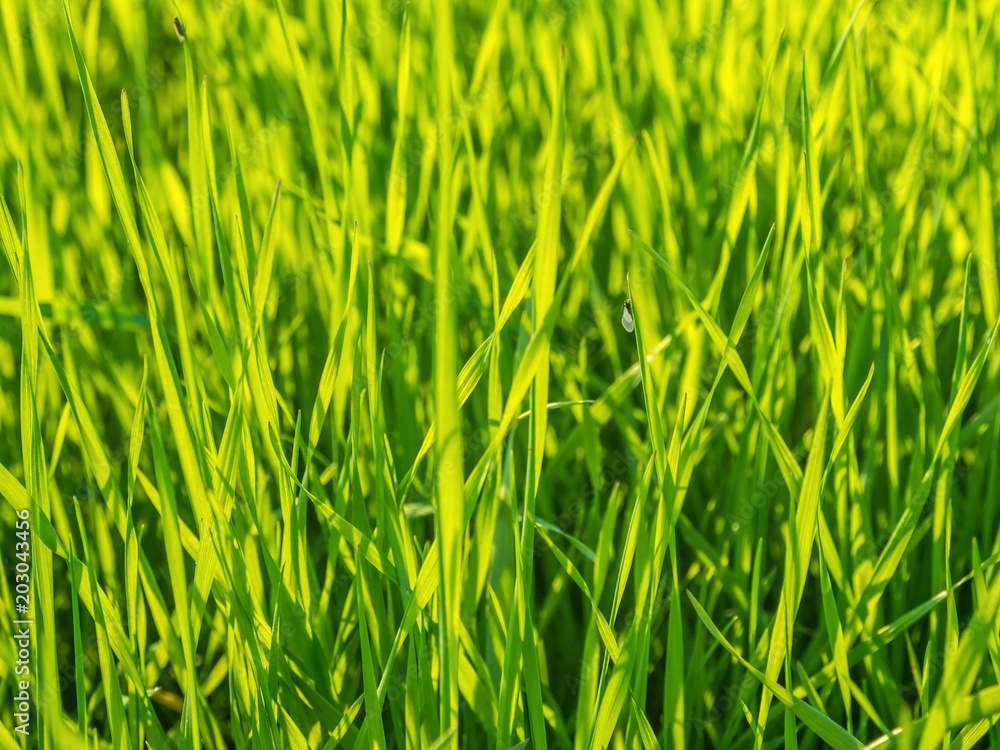 Obraz premium Green Grass In Spring With Insect Sitting On A Blade