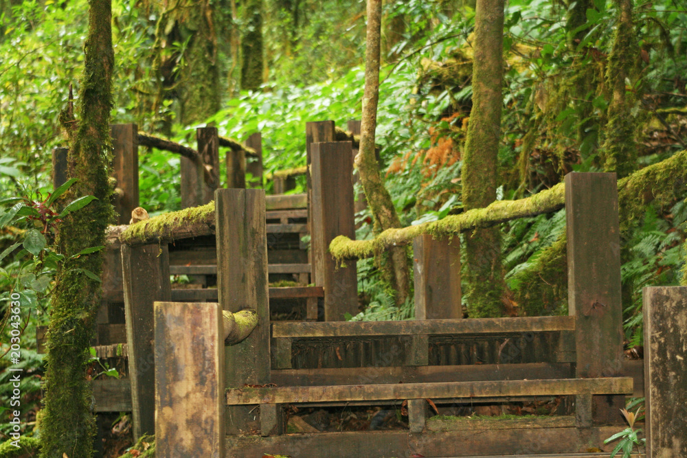 Wooden bridge with moss in Ang ka nature trail at doi inthanon National park  Chiang Mai,Thailand