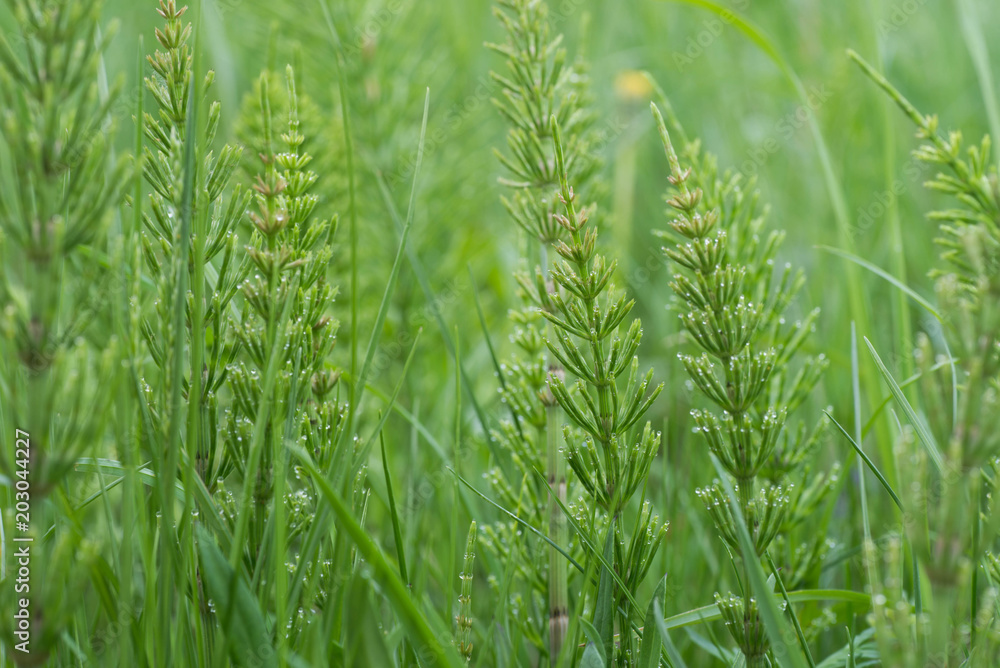 Equisetum arvense, the field horsetail or common horsetail Equisetum arvense, the field horsetail or common horsetail
