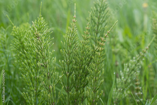 Equisetum arvense, the field horsetail or common horsetail