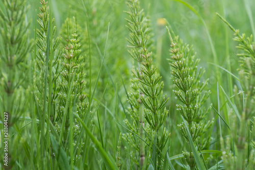 Equisetum arvense, the field horsetail or common horsetail photo