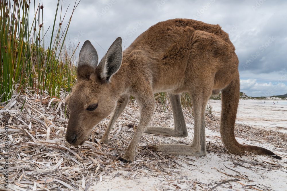 Kangaroos on the white beach of Lucky Bay, Cape Le Grand National Park, Western Australia Kangaroos on the white beach of Lucky Bay, Cape Le Grand National Park, Western Australia