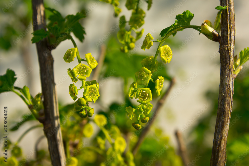 Flowering white currant. Small flowers give off nectar