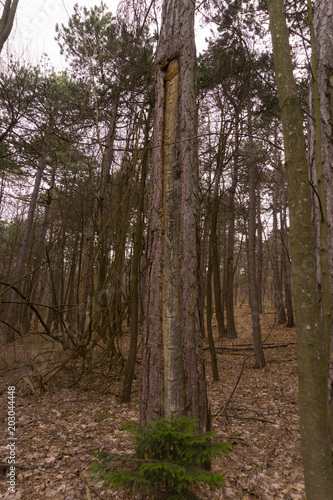 an old pitch tree in the woods
