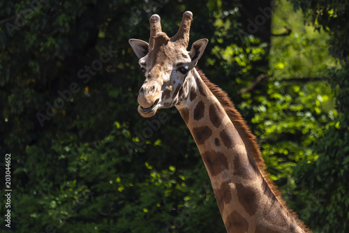 Giraffe in front of a natural green background © blanke1973