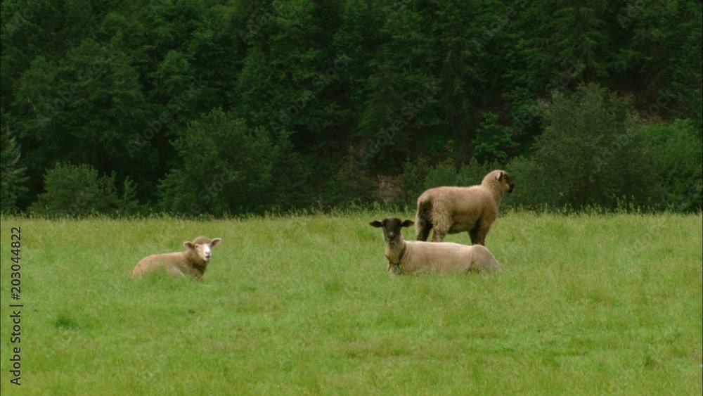 Three sheep resting in green pasture Three sheep resting in green pasture