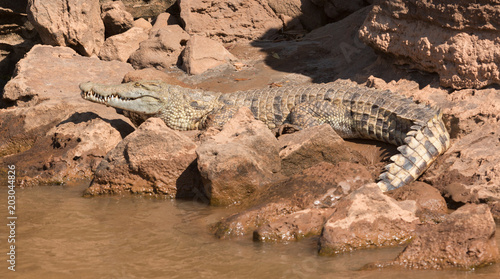 Crocodile sur les bords de la Tsiribihina photo
