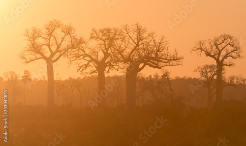 Slika na platnu Soleil couchant sur des baobabs