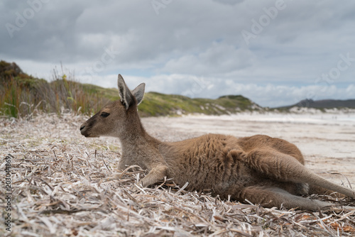 Kangaroos on the white beach of Lucky Bay, Cape Le Grand National Park, Western Australia