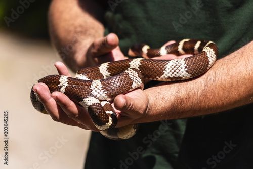 The man holds the snake in his arms, close up