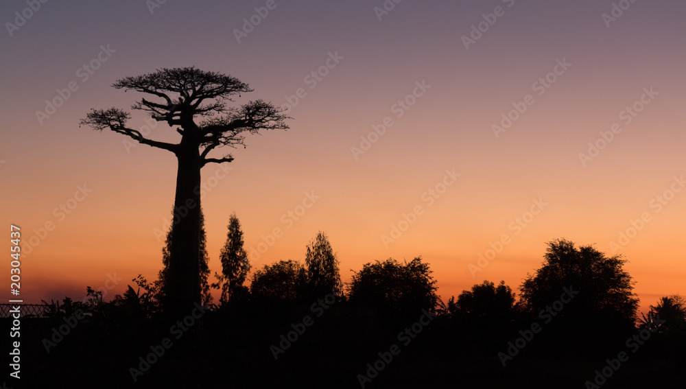 Baobab au crépuscule