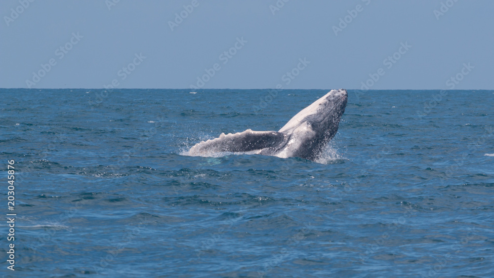 Naklejka premium Baleine à bosse