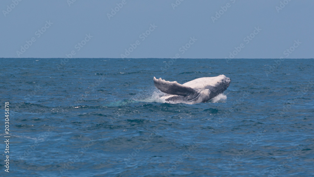 Naklejka premium Baleine à bosse