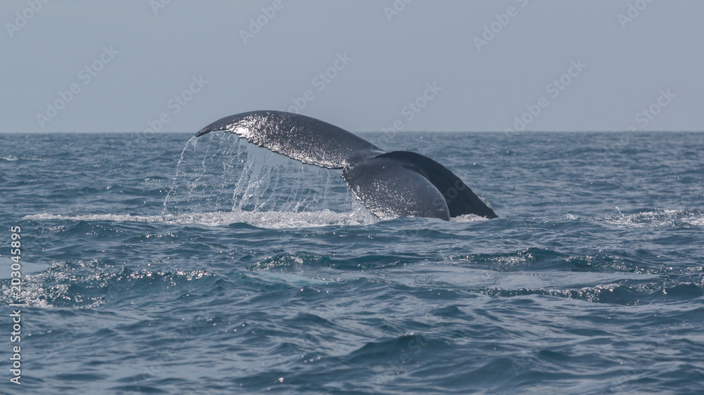 Fototapeta premium Baleine à bosse