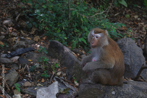 A brown wild macaque monkey in a jungle