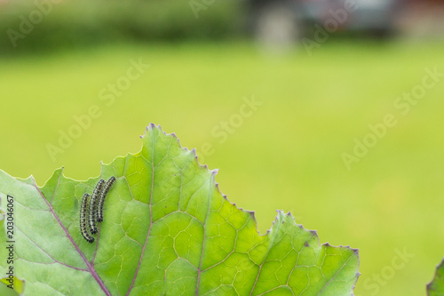 The caterpillar larvae of the cabbage white butterfly eating the leaves of a cabbage photo