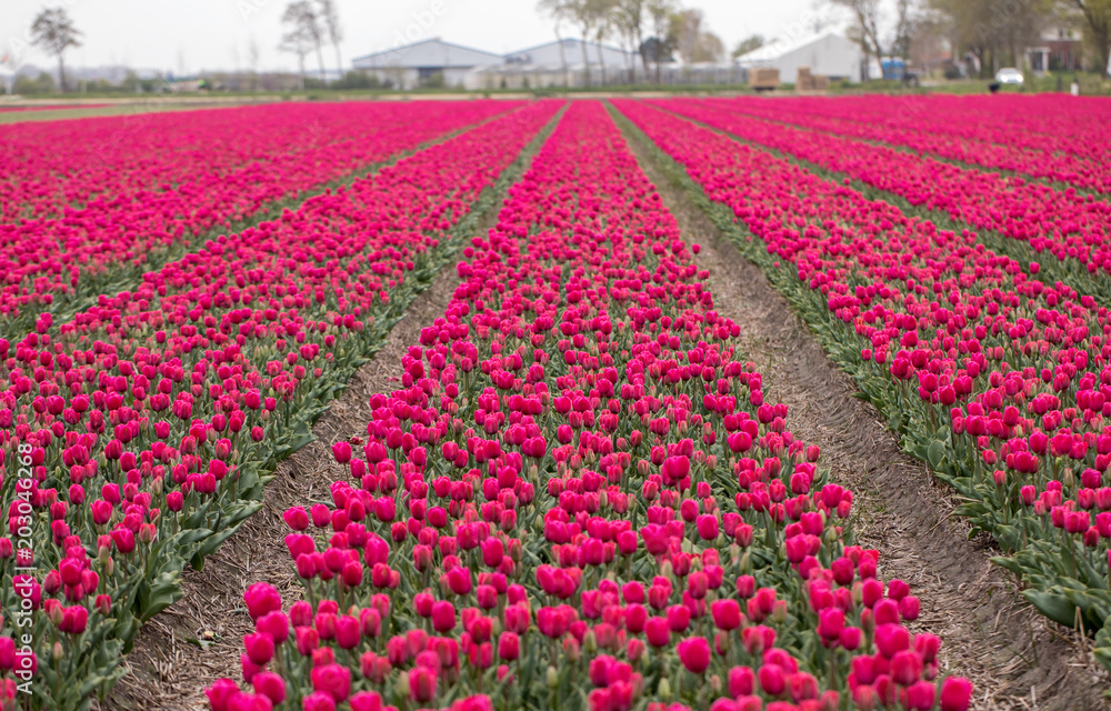 Red Tulips fields of the Bollenstreek, South Holland, Netherlands