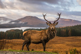 Portrait of a free and wild Scottish stag, as captured in the Highlands
