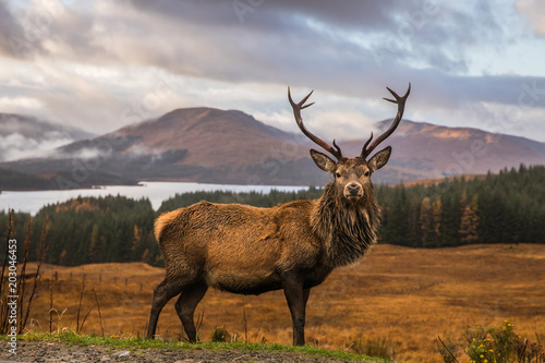 Valokuvatapetti Portrait of a free and wild Scottish stag, as captured in the Highlands