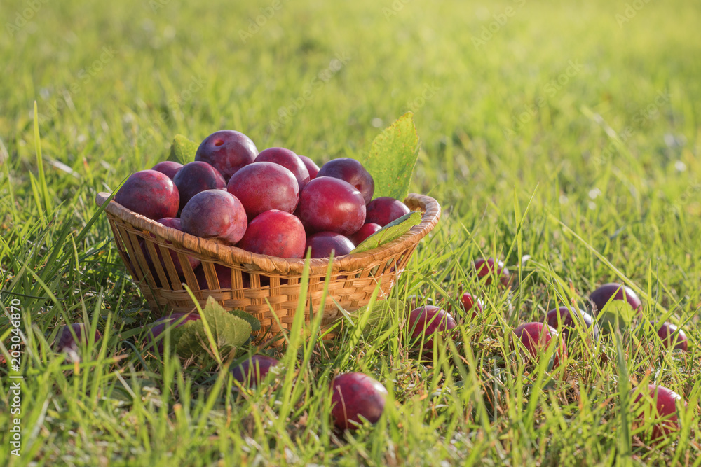 Plum harvest. Plums in the basket on the green grass. Plum harvest. Plums in the basket on the green grass.