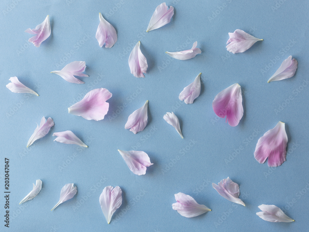 Naklejka premium Peony pentals