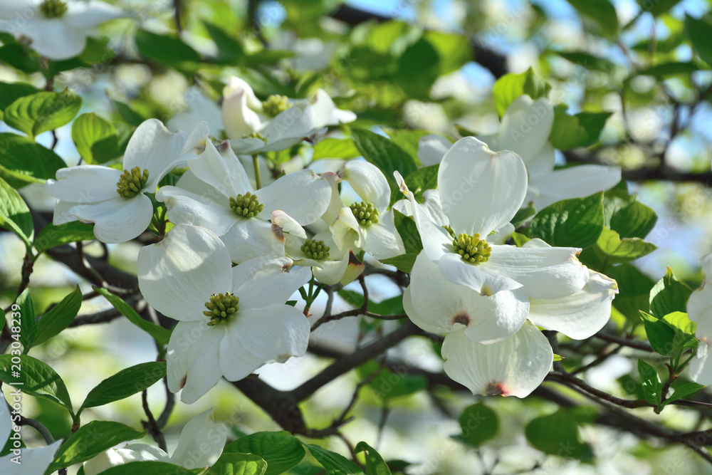 美しい花水木の花が咲いている 美しい花水木の花が咲いている